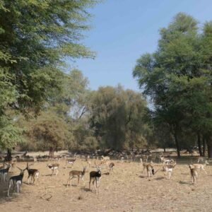 Lal Suhanra UNESCO Biosphere & National Park